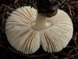 Volvariella murinella image