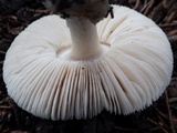 Volvariella murinella image