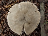 Volvariella murinella image