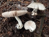 Volvariella murinella image