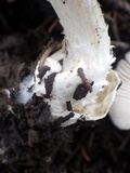 Volvariella murinella image