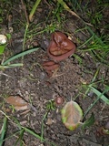 Peziza saccardiana image