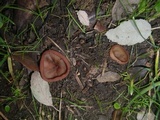 Peziza saccardiana image