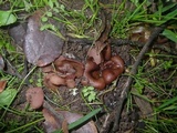 Peziza saccardiana image