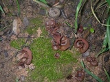 Peziza saccardiana image