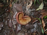 Peziza saccardiana image