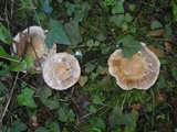 Cortinarius emunctus image