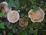 Cortinarius emunctus image