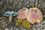Pulchroboletus rubricitrinus image