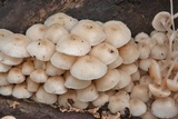 Clitocybula familia image