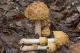 Amanita flavorubens image