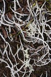 Thamnolia vermicularis ssp. subuliformis image
