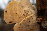 Favolus tenuiculus image
