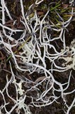 Thamnolia vermicularis ssp. subuliformis image