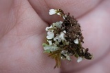Cladonia subcariosa image