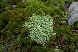 Cladonia subcariosa image