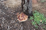 Ganoderma sessile image