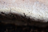 Ganoderma sessile image