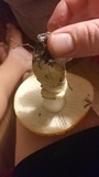 Amanita persicina image