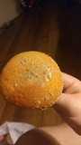 Amanita persicina image