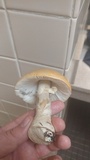 Amanita persicina image