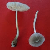 Volvariella nigrodisca image