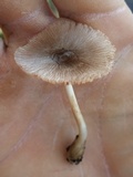 Volvariella nigrodisca image