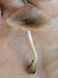 Volvariella nigrodisca image