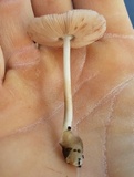 Volvariella nigrodisca image