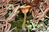 Lichenomphalia umbellifera image