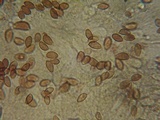 Hebeloma velutipes image