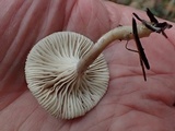 Clitocybe trulliformis image