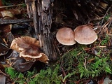 Cortinarius casimiri image