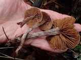 Cortinarius casimiri image