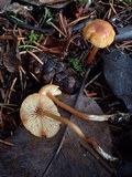 Rhodocybe nitellina image