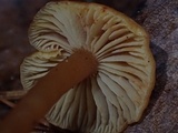 Rhodocybe nitellina image