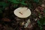 Amanita daucipes image