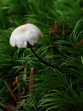 Gymnopus sublaccatus image