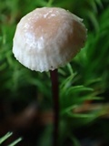 Gymnopus sublaccatus image