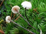 Gymnopus sublaccatus image