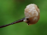 Gymnopus sublaccatus image