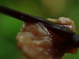 Gymnopus sublaccatus image