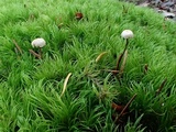 Gymnopus sublaccatus image
