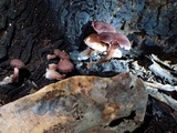 Tubaria punicea image