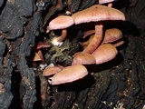 Tubaria punicea image