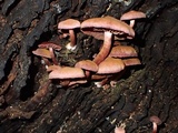 Tubaria punicea image