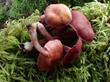 Tubaria punicea image