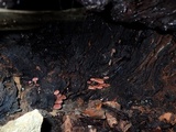Tubaria punicea image