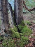 Tubaria punicea image