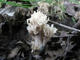 Ramaria botrytis image